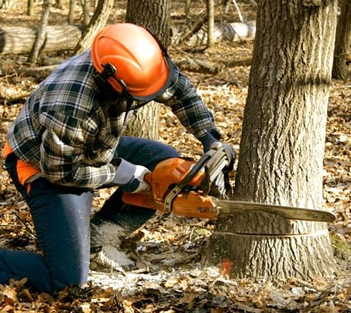 Tree Removal in Purdon, TX